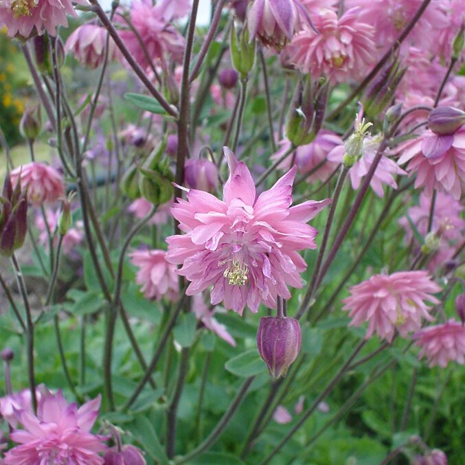 Semillas de Aquilegia Doble Rosa para Sembrar – Herencia No Modificadas Genéticamente Alta Germinación