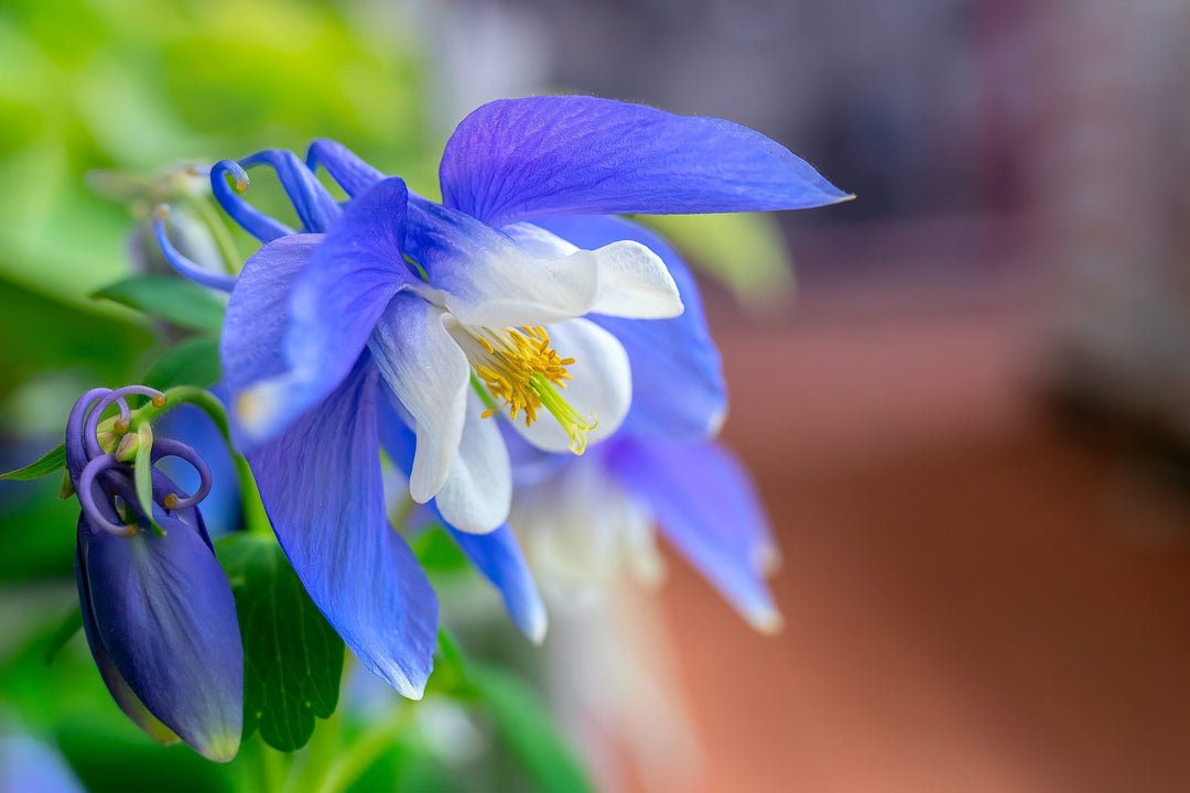 blue columbine flower seeds