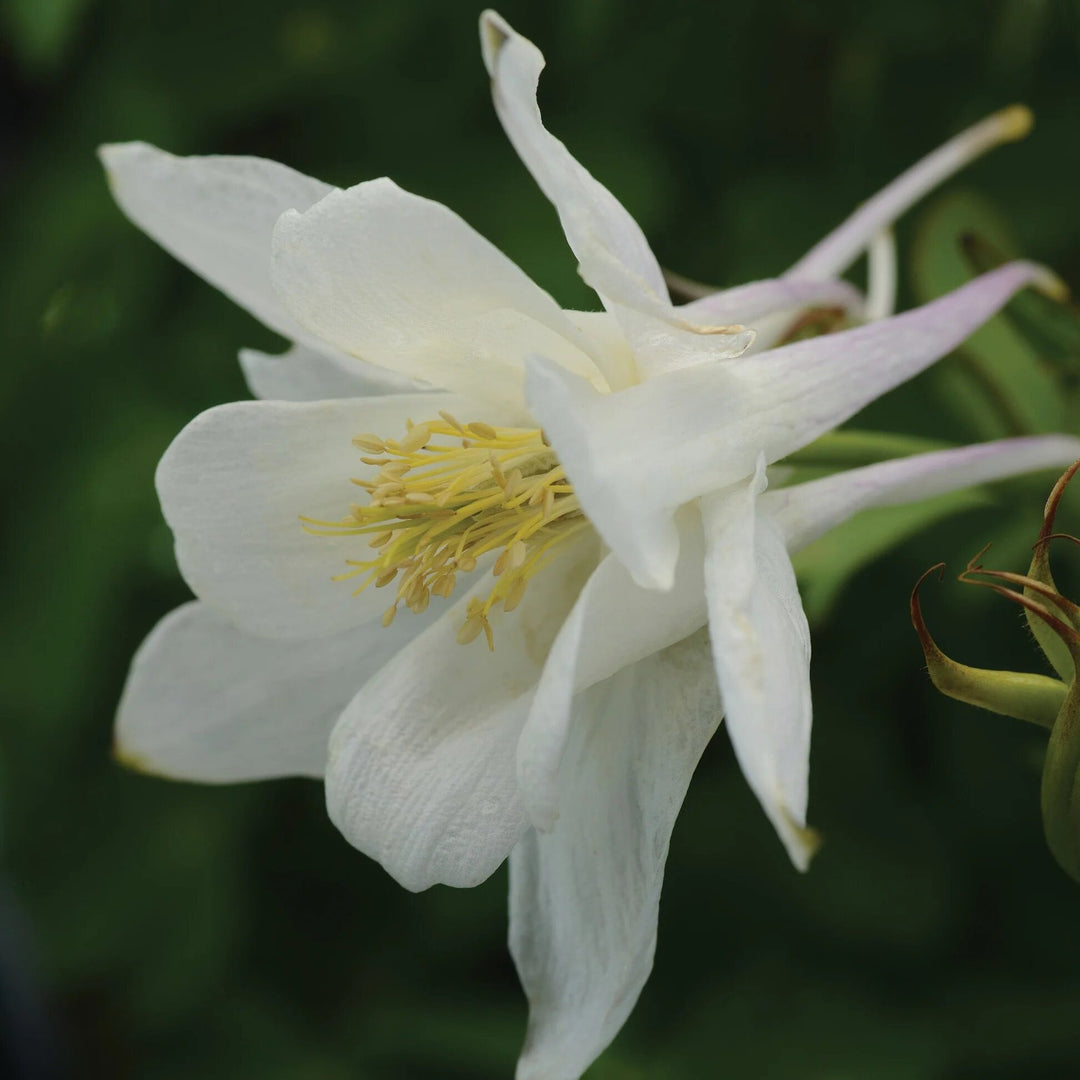 White Columbine Flower Seeds for Planting – Heirloom Non-GMO High Germination Seeds