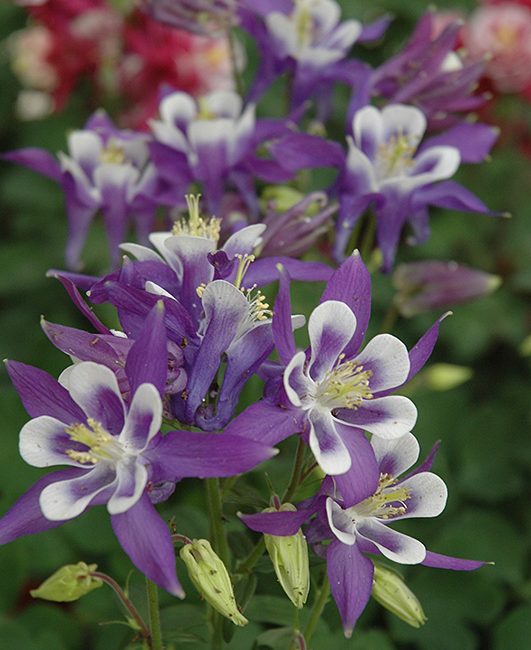 Purple Aquilegia Flower Seeds for Planting – Heirloom Non-GMO High Germination Organic Seeds