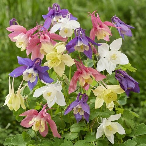 Aquilegia Flower Seeds Perennial – Heirloom, Non-GMO, High Germination Seeds