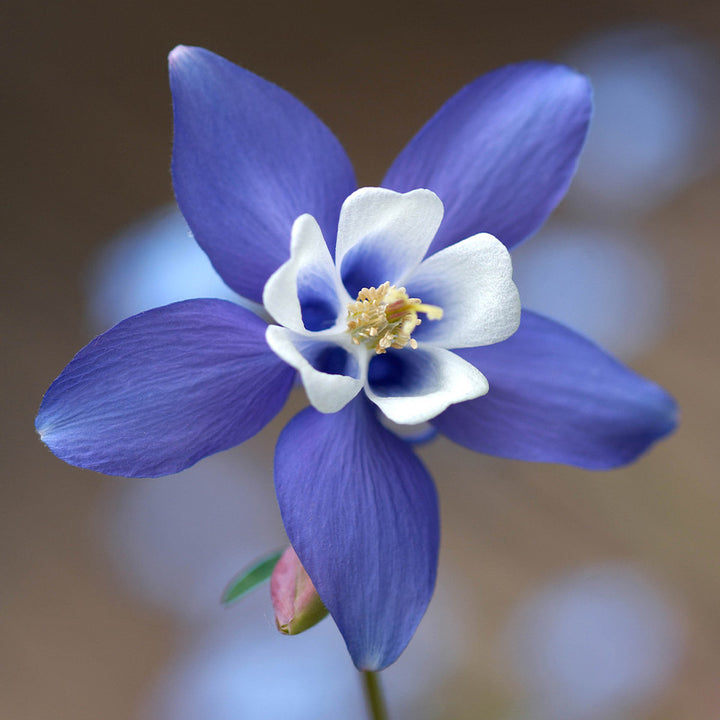 Blue Aquilegia Flower Seeds for Planting – Heirloom Non-GMO High Germination Organic Seeds