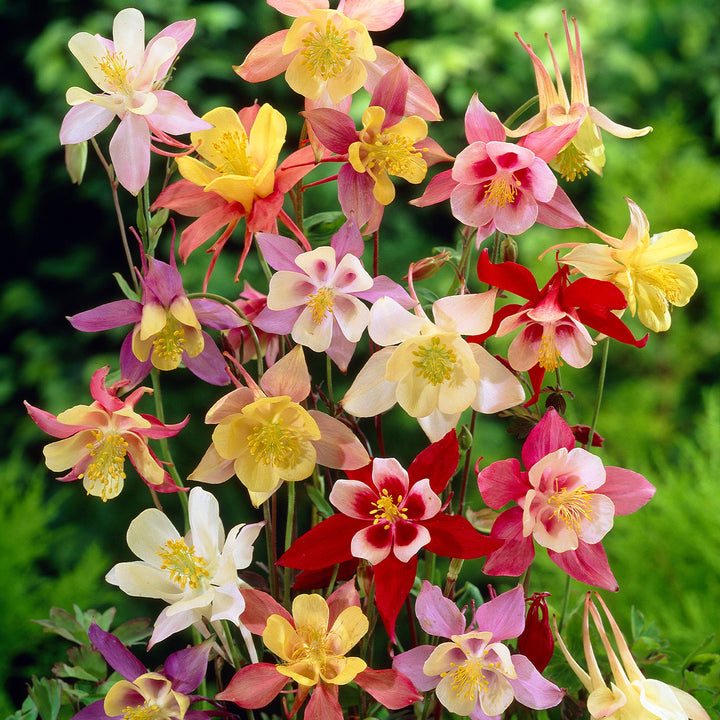 Aquilegia Perennial Flower Seeds Mixed for Planting – Heirloom Non-GMO High Germination Seeds