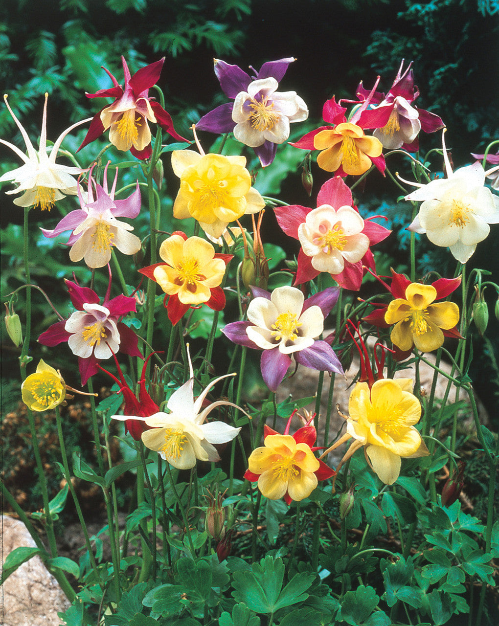 Aquilegia Flower Seeds Mixed for Planting – Heirloom Non-GMO High Germination Seeds