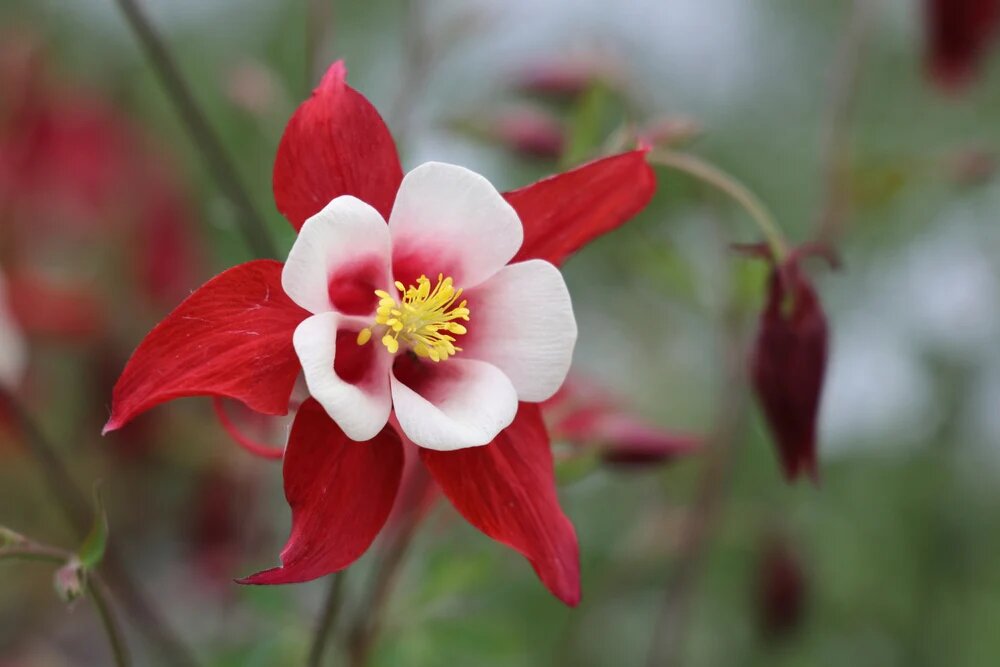 Semillas de flores gigantes de Aquilegia blancas y rojas para plantar, reliquia, sin OMG, alta germinación, semillas de jardín orgánicas