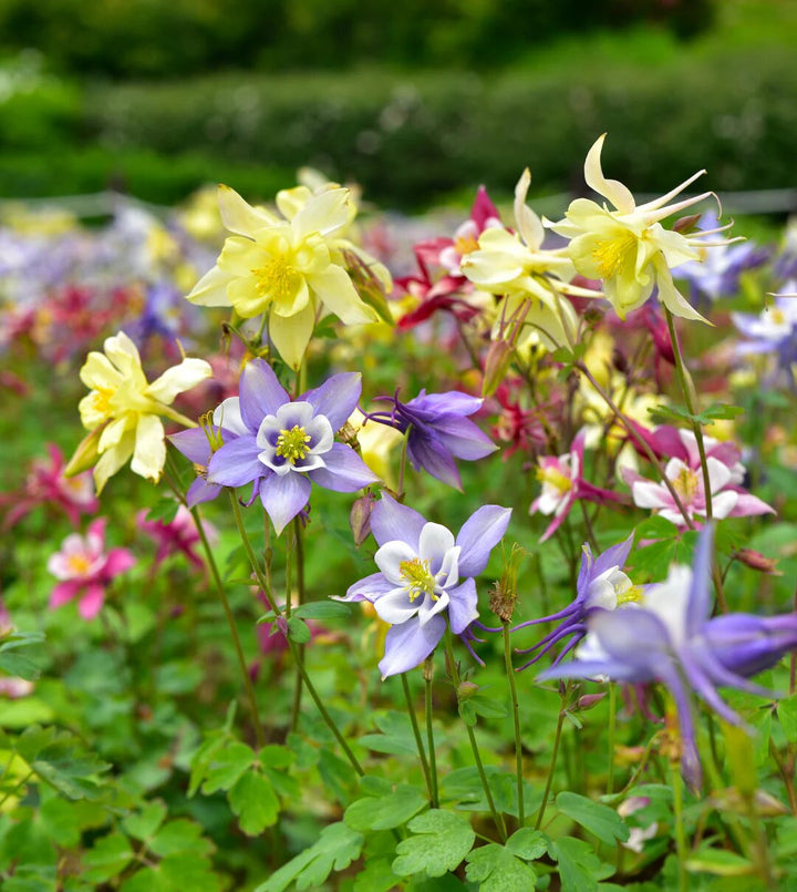 Mixed Aquilegia Flower Seeds for Planting – Heirloom Non-GMO High Germination Organic Seeds