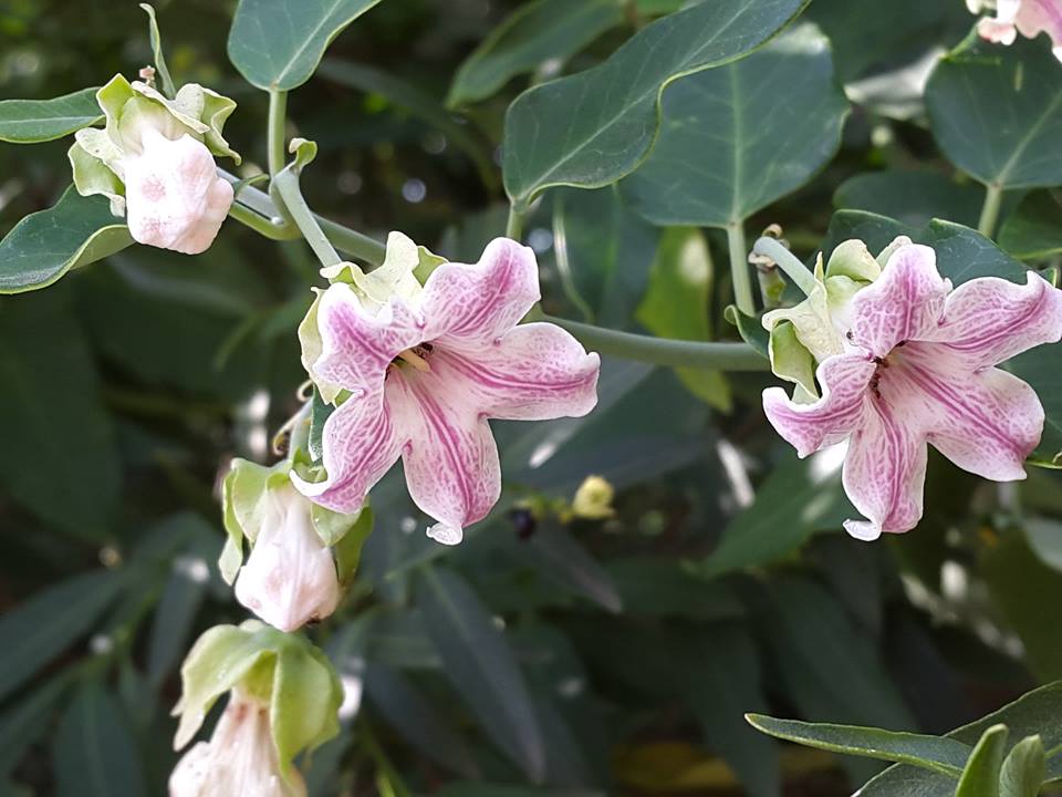 Araujia Flower Seeds – Heirloom, Non-GMO, High Germination Seeds