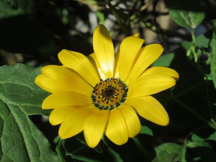 Arctotis Flower Seeds Yellow for Planting – Heirloom Non-GMO High Germination Organic Seeds