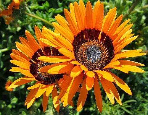 Orange Arctotis Fastuosa Flower Seeds – Heirloom, Non-GMO, High Germination Seeds