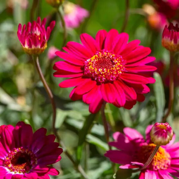 Red Argyranthemum Flower Seeds for Planting Heirloom Non-GMO High Germination Organic Garden Seeds