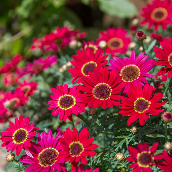 Red Argyranthemum Flower Seeds for Planting Heirloom Non-GMO High Germination Organic Garden Seeds