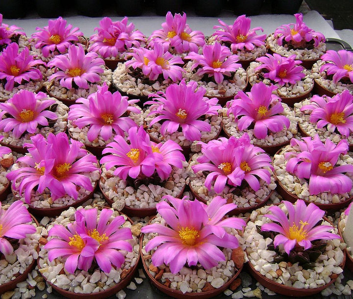 Ariocarpus Kotschoubeyanus Flower Seeds – Heirloom, Non-GMO, High Germination Seeds