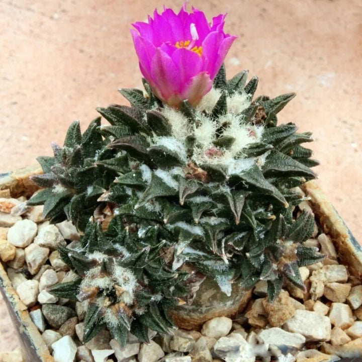Ariocarpus Flower Seeds for Planting – Heirloom Non-GMO High Germination Organic Seeds