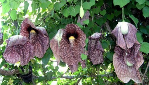 aristolochiagrandifloraduckflowervineheirloomnongmohighgerminationorganicgarden flower seeds