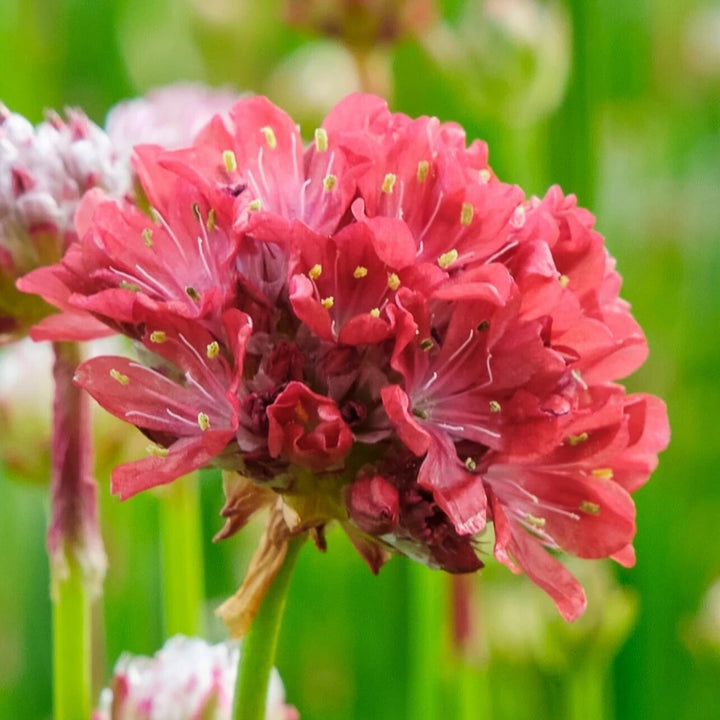 Armeria Flower Seeds Red – Heirloom, Non-GMO, High Germination Seeds for Planting