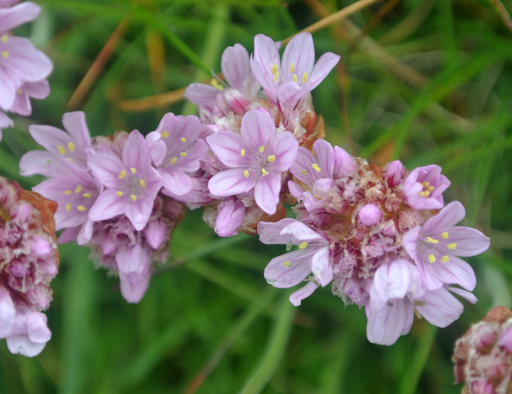 Semillas de flores de armeria rosa claro - Herencia, no transgénicas, alta germinación