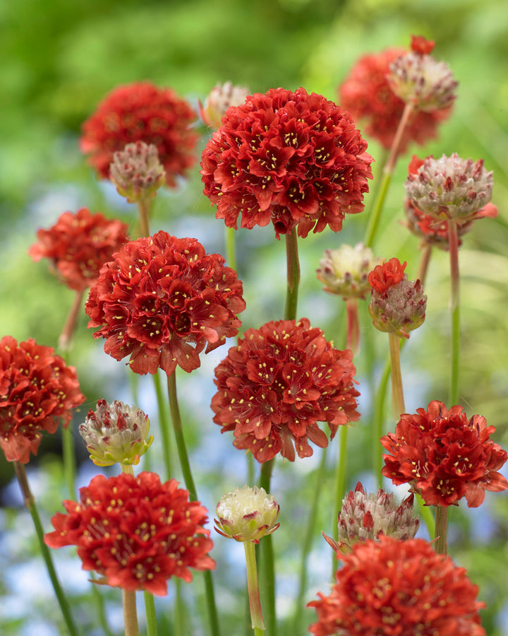 Red Generic Armeria Pseudarmeria Flower Seeds – Heirloom Non-GMO High Germination