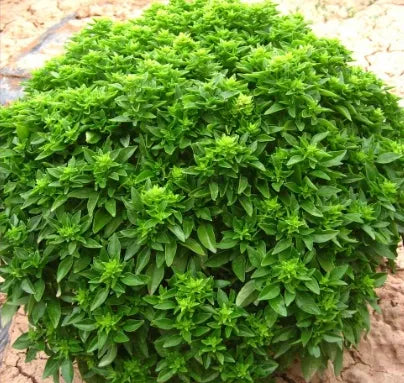 aromaticflowerdroughttolerantocimumcompactbushbasilbasilheirloomnongmohighgerminationorganicgarden flower seeds