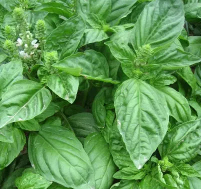 aromaticflowermedicinalandediblearomaticplantsocimumlargeleafflowerheirloomnongmohighgerminationorganicgarden flower seeds
