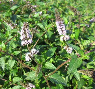 aromaticgardenflowerwildmintflowerforsowingheirloomnongmohighgerminationorganicgarden flower seeds