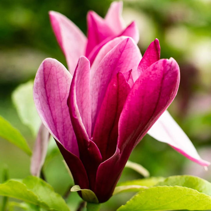 Maroon Champaca Flower Seeds – Heirloom, Non-GMO, High Germination Organic Seeds