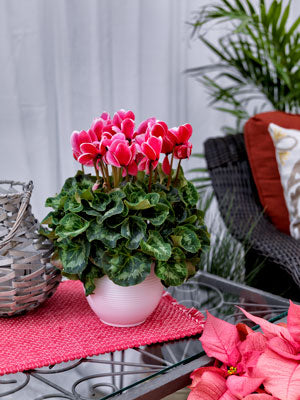 Red White Cyclamen Flower Seeds for Planting – Heirloom Non-GMO High Germination