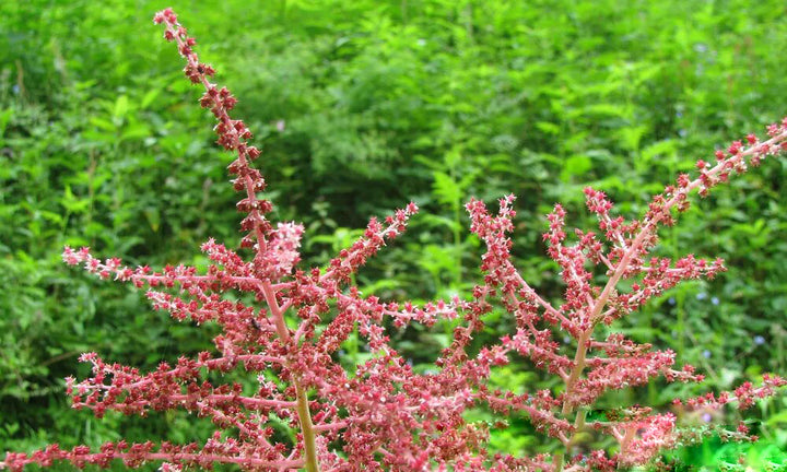 Aruncus Dioicus Flower Seeds for Planting – Heirloom Non-GMO High Germination Organic Seeds