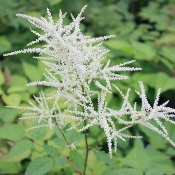 Aruncus Dioicus Flower Seeds White for Planting – Heirloom Non-GMO High Germination Organic Seeds