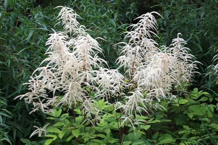 Aruncus Dioicus Flower Seeds White for Planting – Heirloom Non-GMO High Germination Organic Seeds