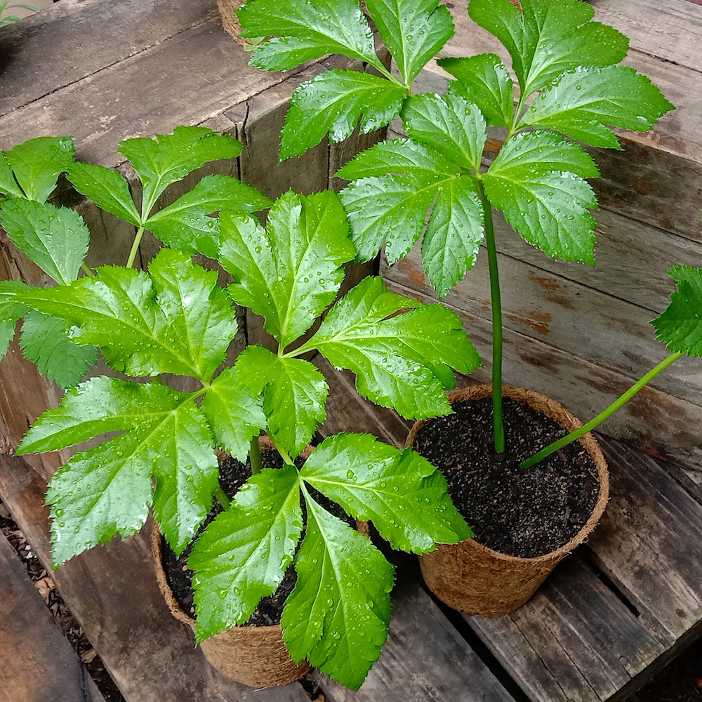 Ashitaba (Angelica Keiskei) Seeds for Planting – Heirloom Non-GMO Organic Garden Seeds