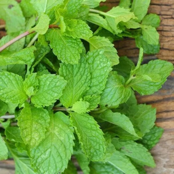 Sea Green Mint Seeds for Planting – Heirloom, Non-GMO, High Germination Seeds