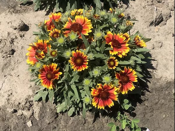 Mixed Aristata Grandiflora Flower Seeds – Heirloom, Non-GMO, High Germination Seeds