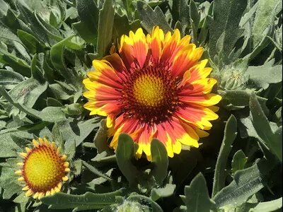 Mixed Aristata Grandiflora Flower Seeds – Heirloom, Non-GMO, High Germination Seeds