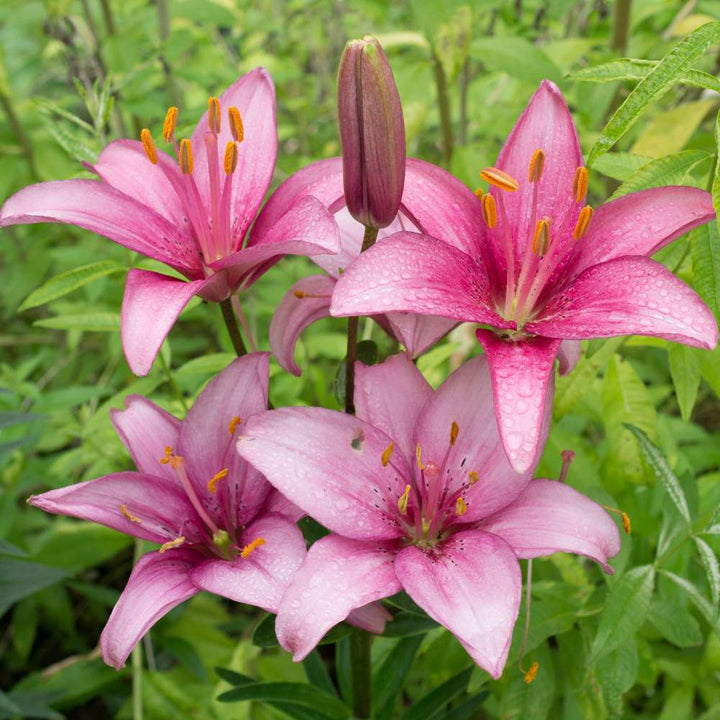 Pink Clivia Flower Seeds for Planting – Heirloom Non-GMO High Germination Seeds