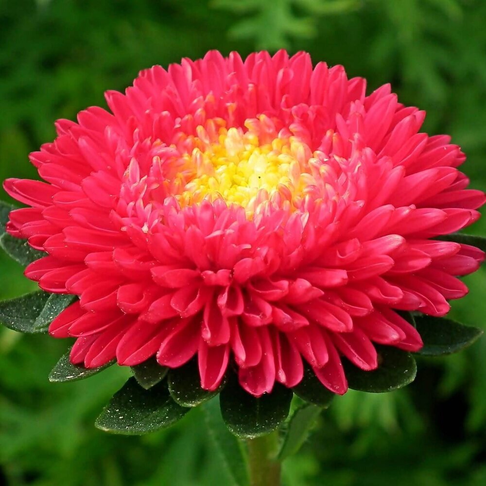 Red Aster Flower Seeds for Planting – Heirloom, Non-GMO, High Germination Seeds