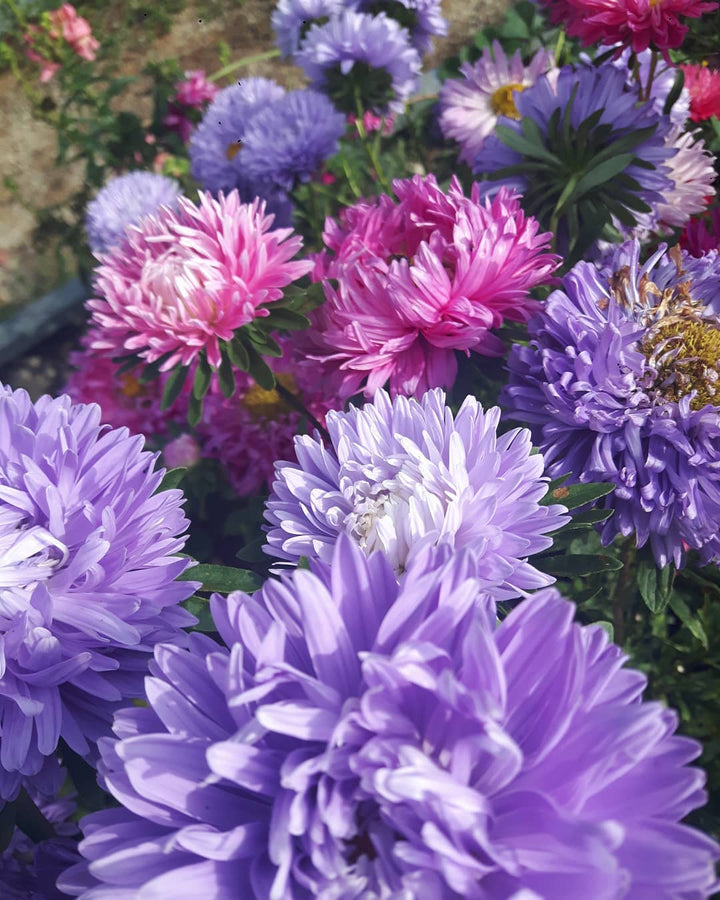 Mixed Aster Flower Seeds – Heirloom, Non-GMO, High Germination Seeds