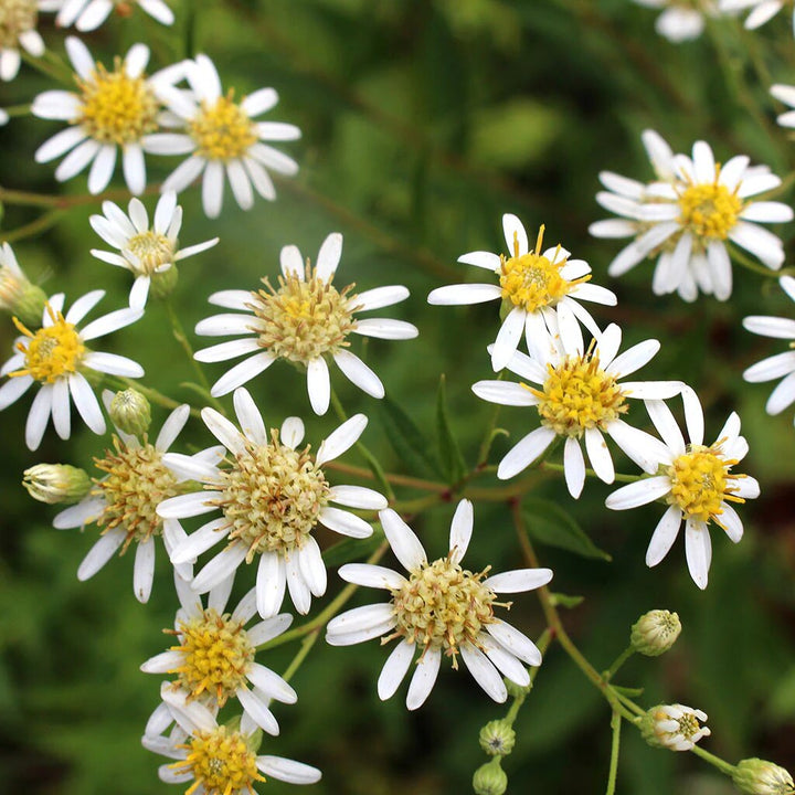 Aster Flower Seeds White for Planting – Heirloom Non-GMO High Germination Organic Seeds