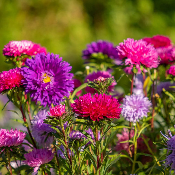 Aster Flower Seeds Perennial for Planting – Heirloom Non-GMO High Germination Organic Seeds