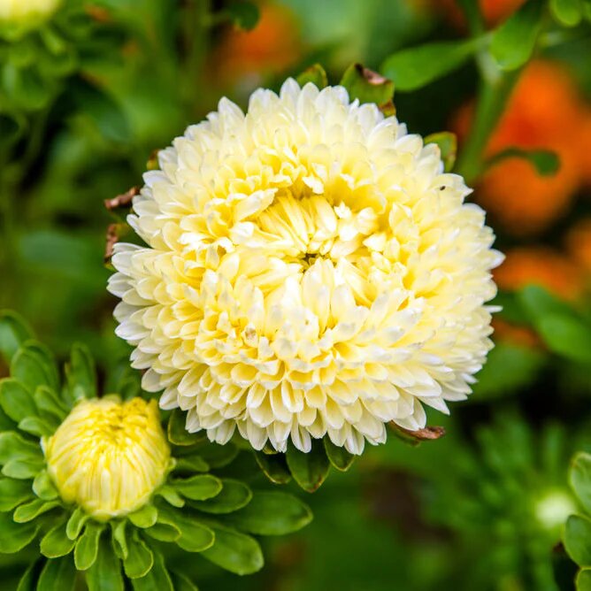 Aster Flower Seeds Yellow for Planting – Heirloom Non-GMO High Germination Organic Seeds