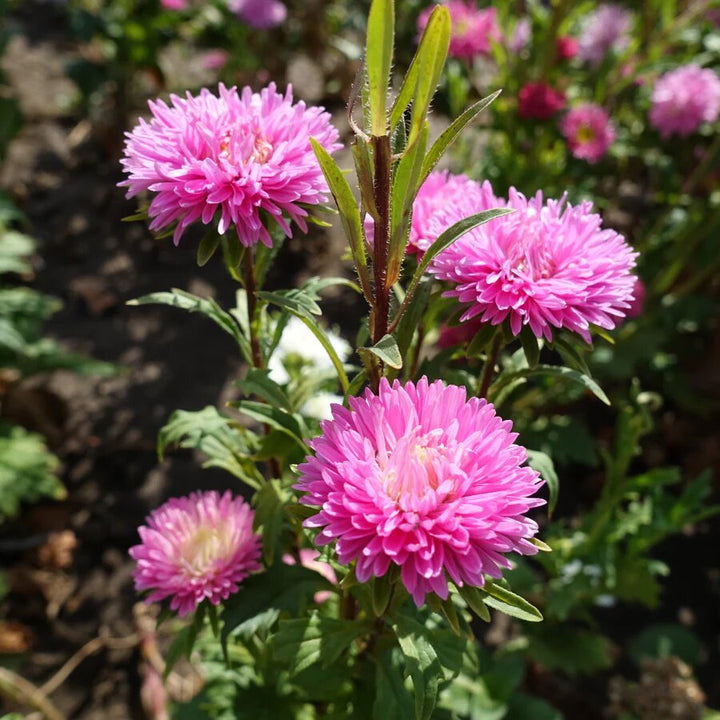 Pink Aster Flower Seeds for Planting – Heirloom Non-GMO High Germination Organic Seeds