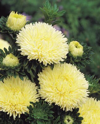 Aster Flower Seeds Yellow for Planting – Heirloom Non-GMO High Germination Organic Seeds