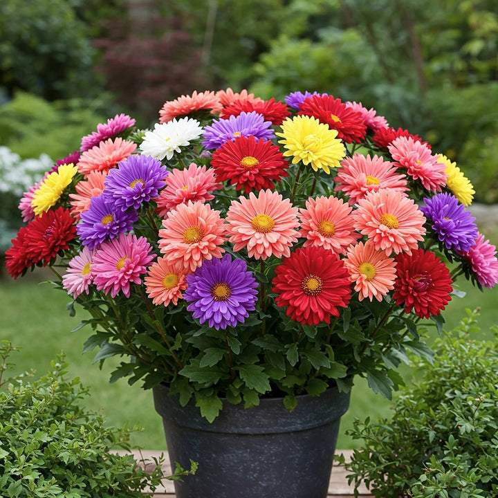 Aster Mixed Flower Seeds for Planting – Heirloom Non-GMO High Germination Organic SeedsAster Mixed Flower Seeds for Planting – Heirloom Non-GMO High Germination Organic Seeds