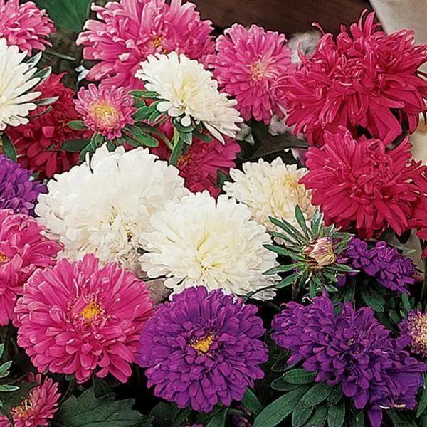Aster Flower Seeds Mixed – Heirloom Non-GMO High Germination Seeds