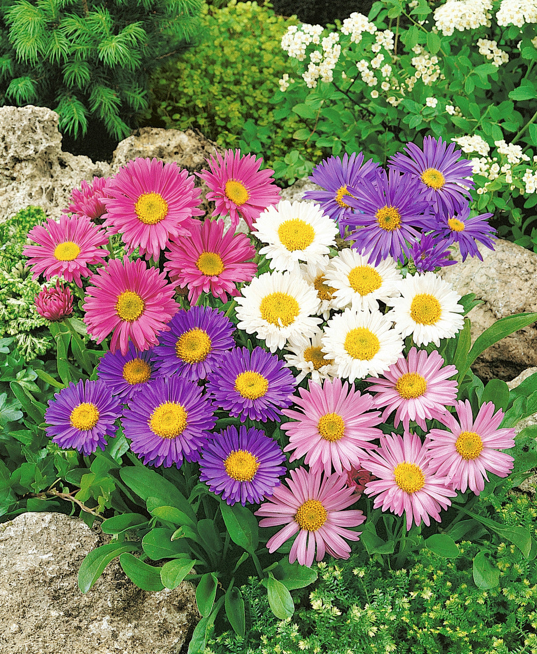 Aster Mixed Flower Seeds for Planting – Heirloom Non-GMO High Germination Organic SeedsAster Mixed Flower Seeds for Planting – Heirloom Non-GMO High Germination Organic Seeds