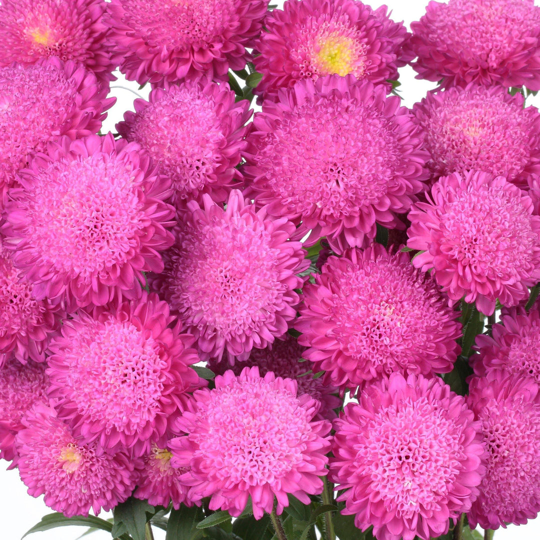 Pink Aster Flower Seeds for Planting – Heirloom Non-GMO High Germination Organic Seeds
