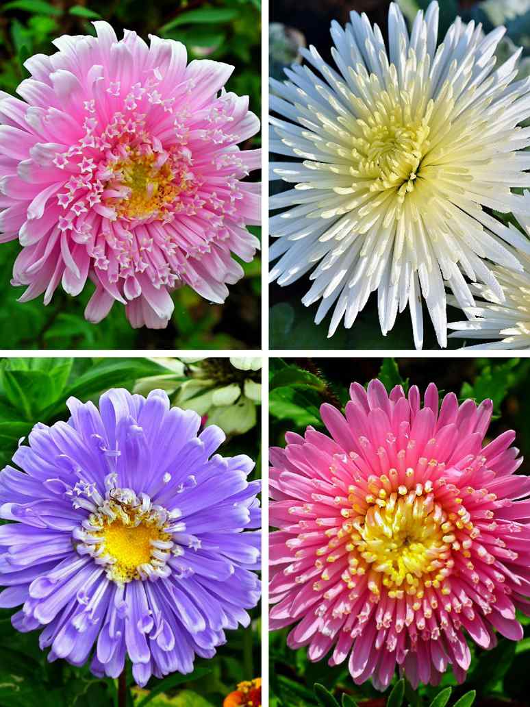 Mixed Aster Flower Seeds – Heirloom, Non-GMO, High Germination Seeds