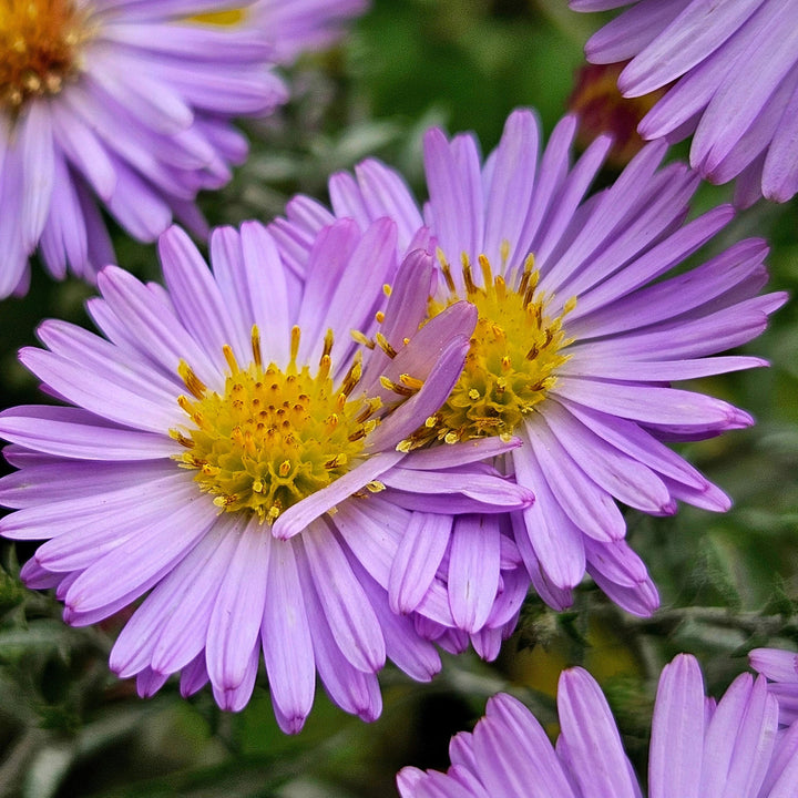 Purple Chamomile Flower Seeds – Heirloom, Non-GMO, High Germination Seeds