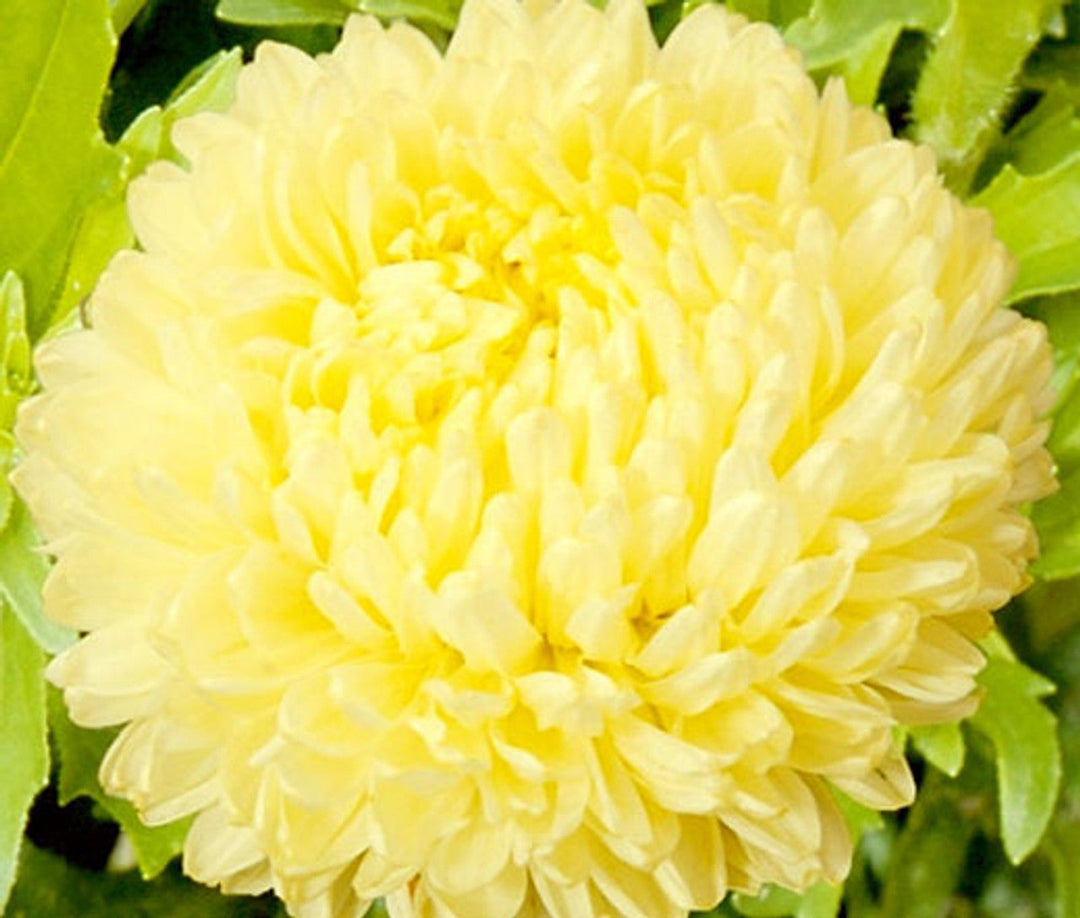 yellow yellow flower seeds