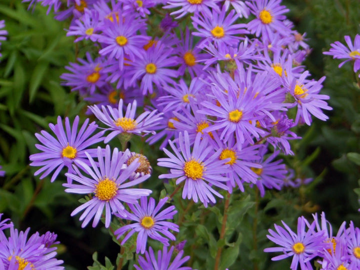 Aster Flower Perennial Seeds – Heirloom, Non-GMO, High Germination Seeds