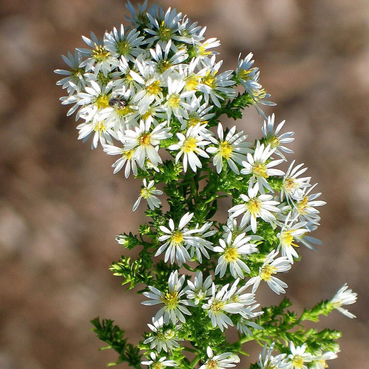 Semillas de flores de Aster Ericoides blancas para plantar – Semillas cimera no transgénicas de alta germinación